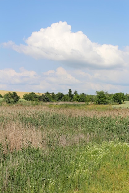 Foto un campo di erba e alberi