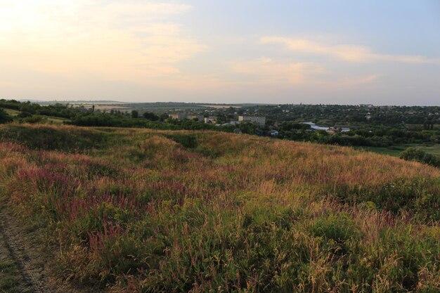 A field of grass and trees