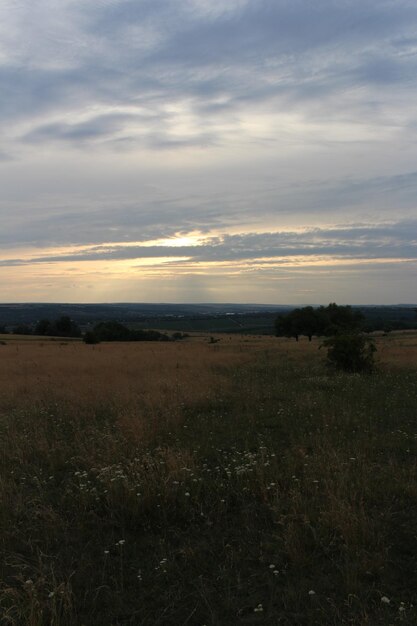 Photo a field of grass and trees