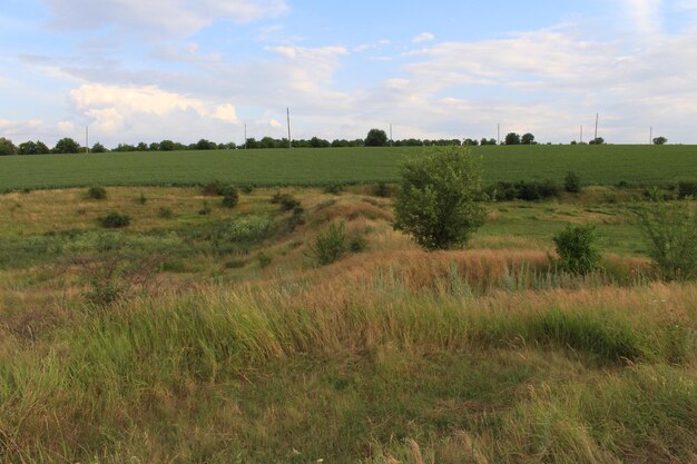 A field of grass and trees