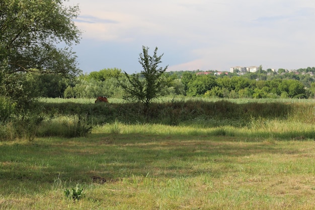 A field of grass and trees