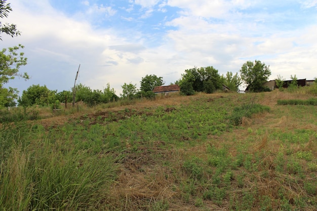 A field of grass and trees