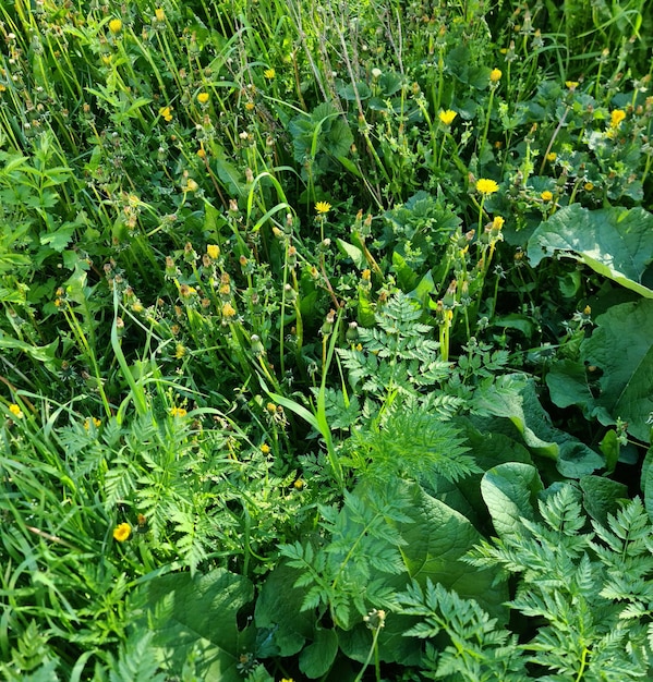 A field of grass and weeds with a bunch of yellow flowers.