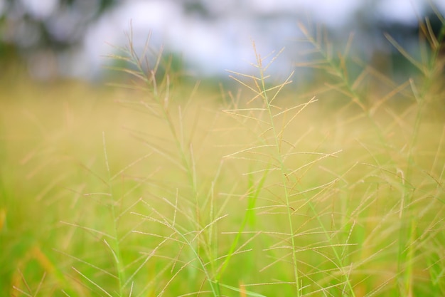 A field of grass with a blue sky in the background