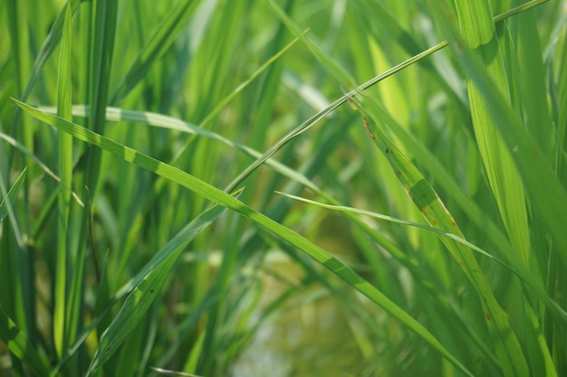 a field of grass with a bug on it