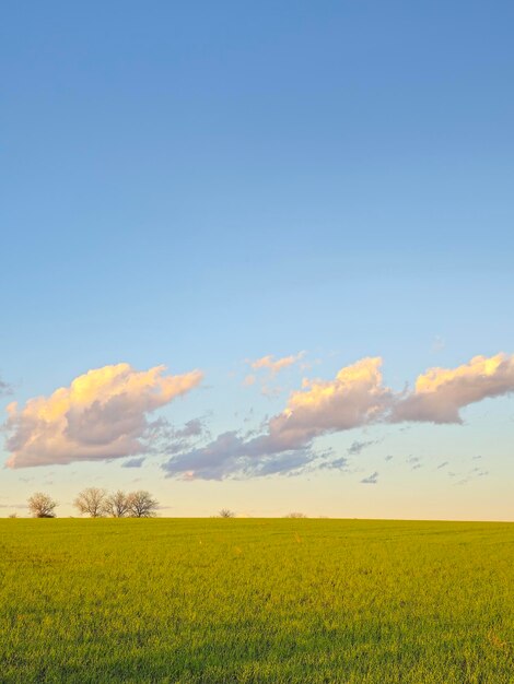 Photo a field of grass with a cloud in the sky