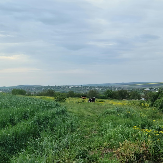 A field of grass with a few cows in it