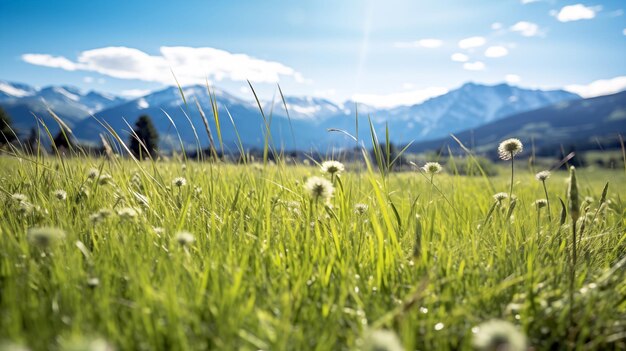 A field of grass with mountains in the background