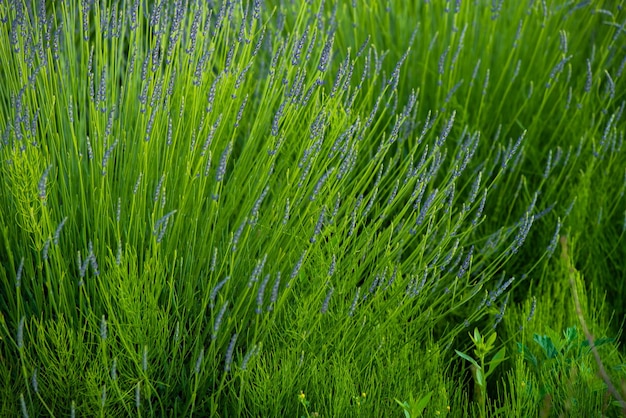 A field of grass with purple flowers.