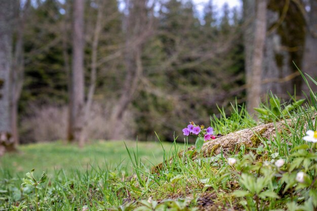 A field of grass with a small purple flower in the foreground and a forest in the background.