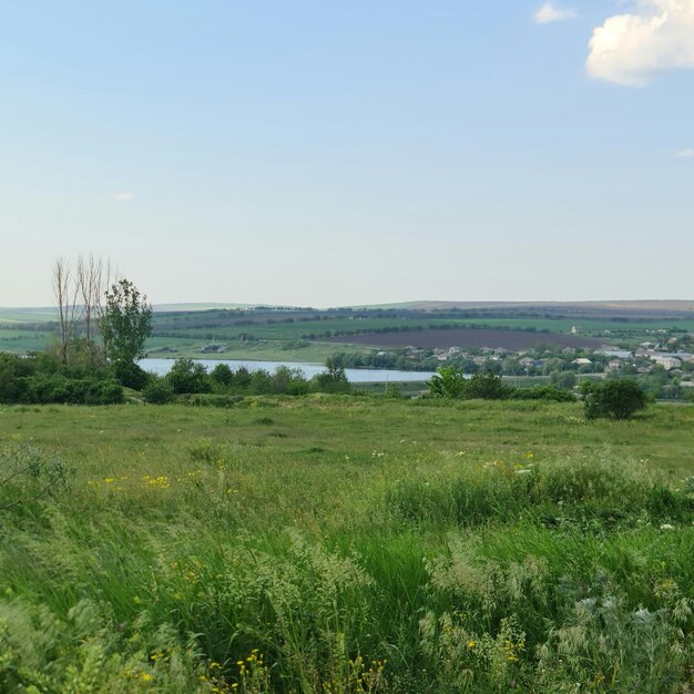 A field of grass with a small town in the background.