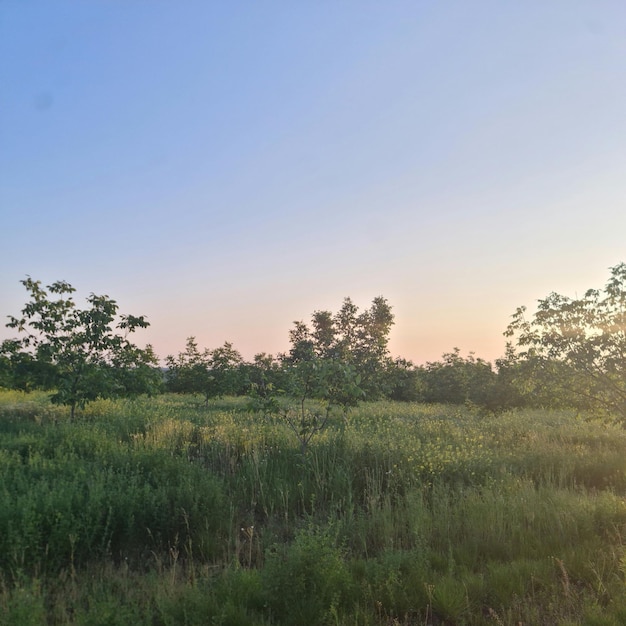 A field of grass with the sun setting behind it