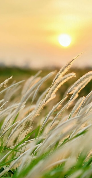 A field of grass with the sun setting behind it