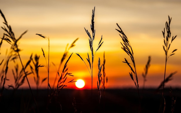 Photo a field of grass with the sun setting behind them