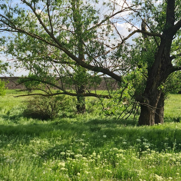 A field of grass with a tree and a fence in the background.