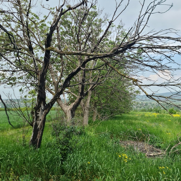 A field of grass with a tree in the middle and a field with a few green grass and flowers.