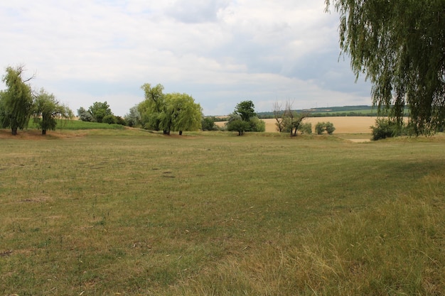 A field of grass with trees and a cloudy sky