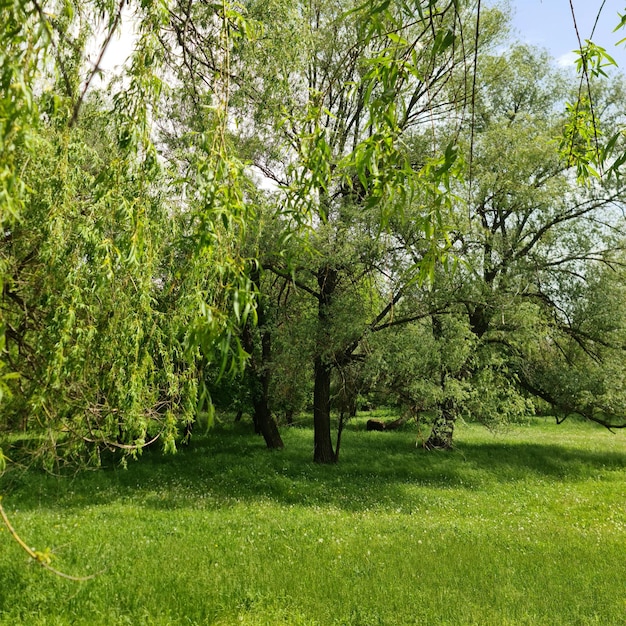 A field of grass with trees and a sky background