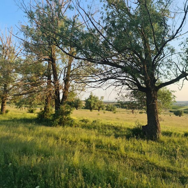 A field of grass with trees and the sky is blue.