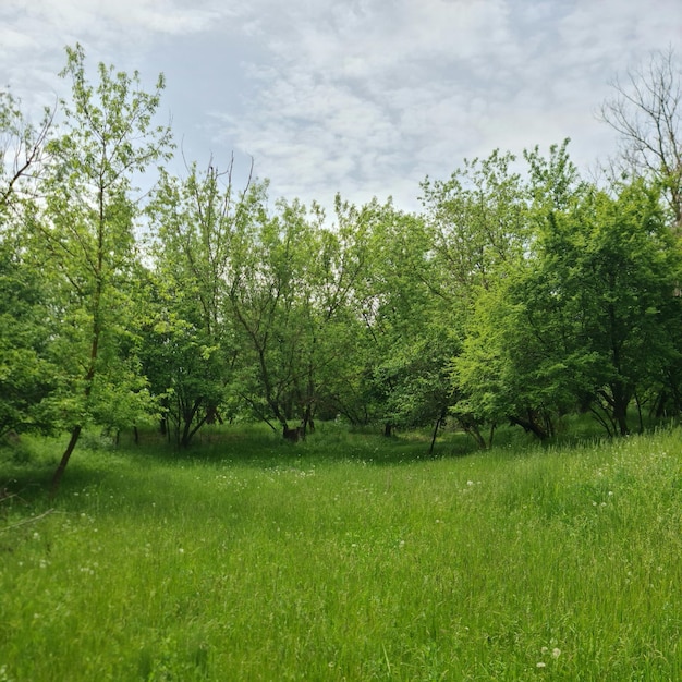 Photo a field of grass with trees and a sky with clouds