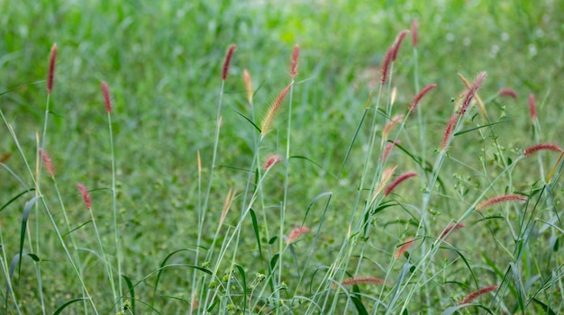 「grass」という単語が書かれた芝生のフィールド