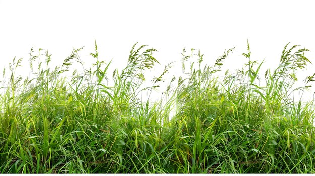 Photo a field of grass with the word quot on it