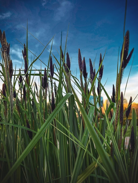 A field of grass with the word " o " on it