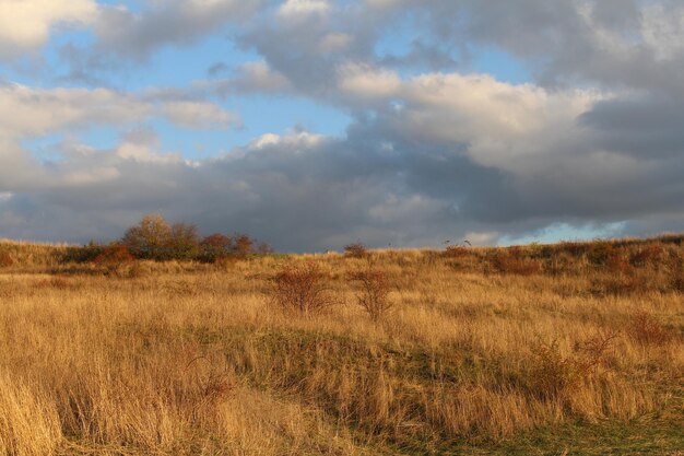 A field of grass