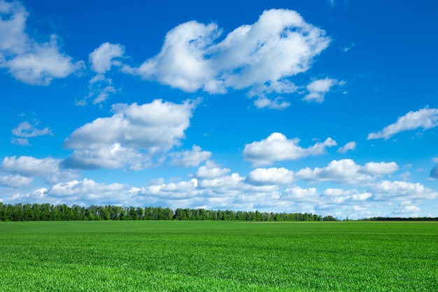 Photo field of grass