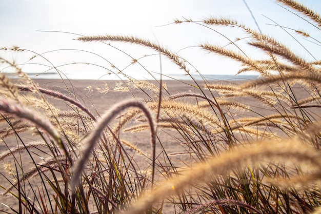 Field grasses in the steppe zone in sunlight close up. Summer nature.