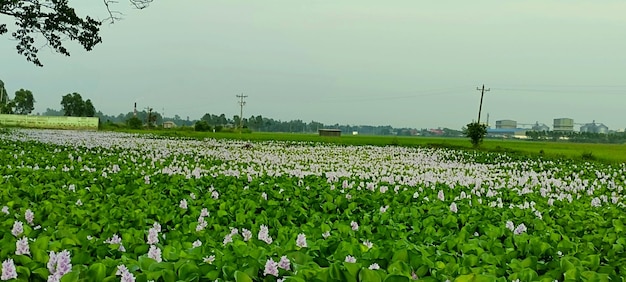 A field of green beans in the middle of a field