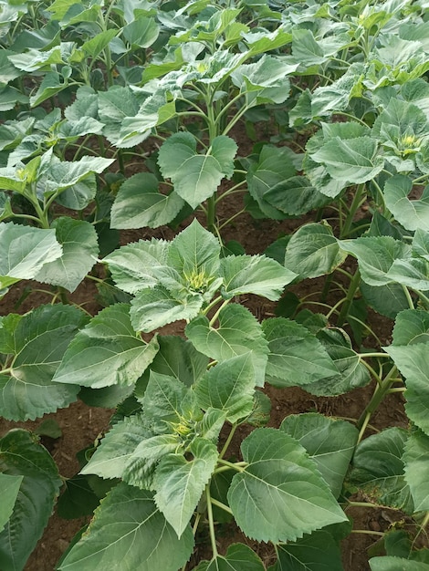 A field of green beans with the yellow center of the plant.