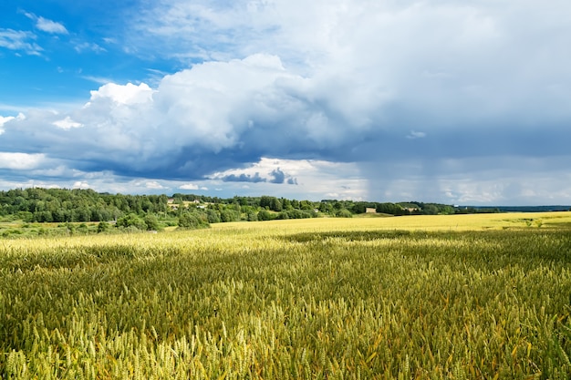 Field of green cereals in summer. Agriculture view. Europe