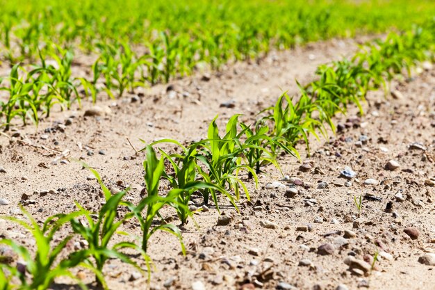 Field of green corn - agricultural field on which to grow crops - corn. Spring. close-up