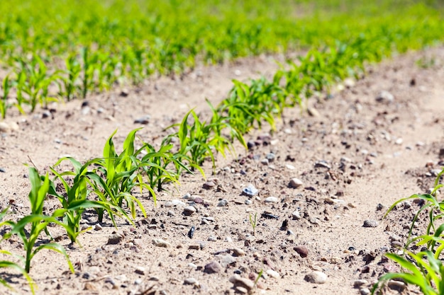 Field of green corn