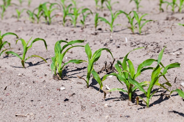 Photo field of green corn