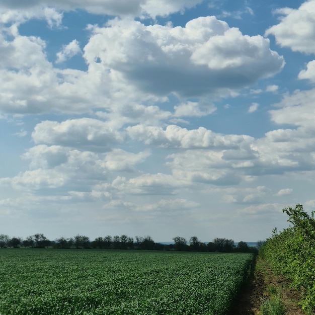 A field of green crops with a blue sky with clouds
