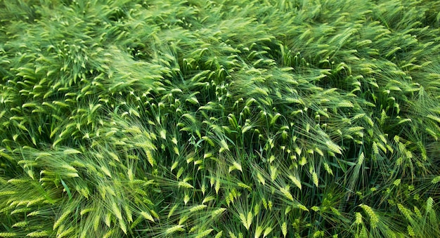 Field of green fresh barley