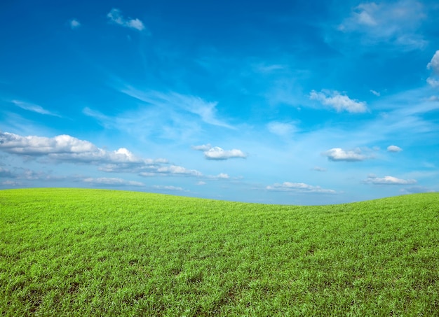 Photo field of green fresh grass under blue sky