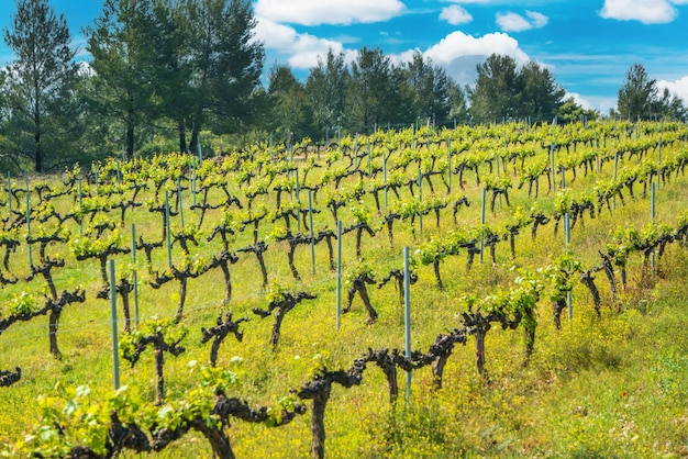 Field of green grapes