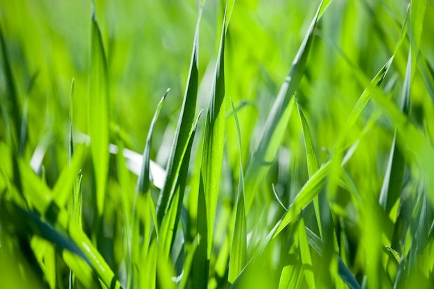 Field of green grass background