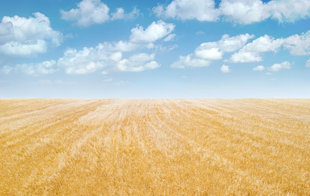 Field of green grass panorama Blue sky with clouds