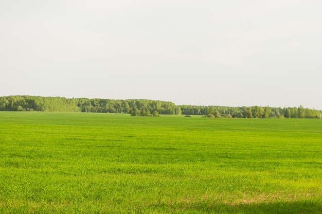 Campo di erba verde e cielo e alberi perfetti. paesaggio primaverile rurale.