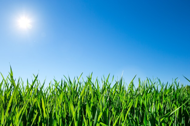 Field of green grass and sky background