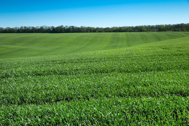 Field of green grass and sky