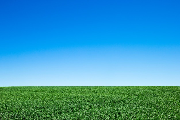 field of green grass and sky