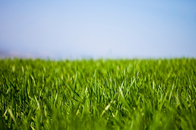 Field of green grass and sky