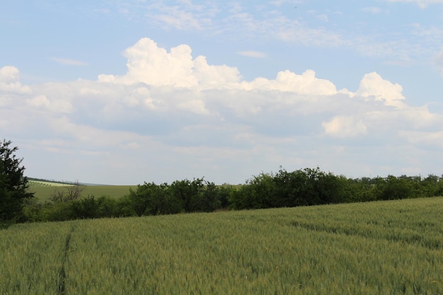 A field of green grass and trees