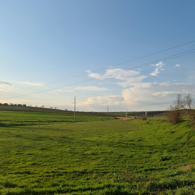 A field of green grass with a blue sky in the background.