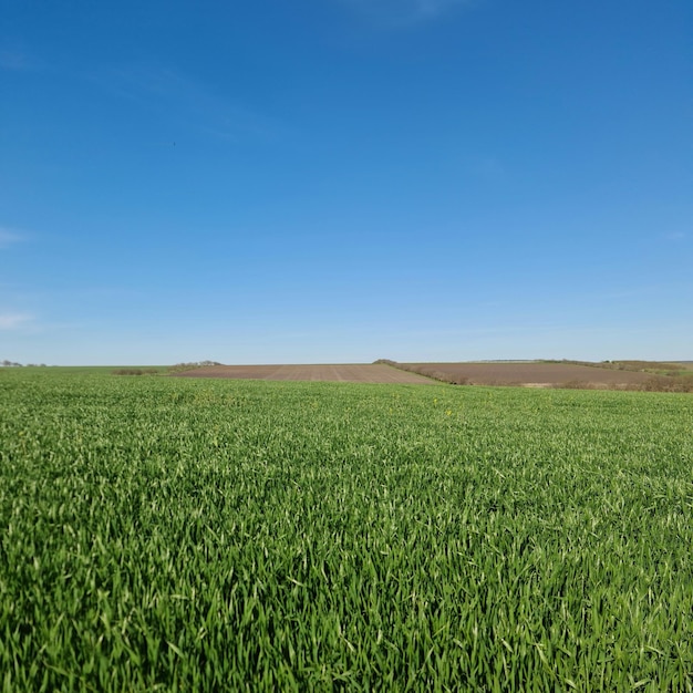 A field of green grass with a blue sky in the background.